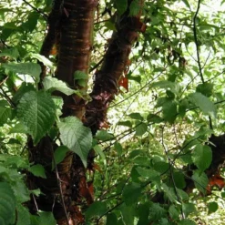 Multi Stem Tibetan Cherry Tree | Prunus Serrula 8 Multi Stem Tibetan Cherry Tree | Prunus Serrula -Cheap Sprout Bower Store ORN0034 4 457f60d6 746c 4a68 a6a8 5139ee4b2b53