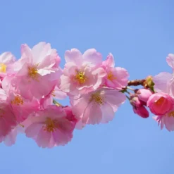 Pink Perfection Cherry Blossom Tree 12 Pink Perfection Cherry Blossom Tree -Cheap Sprout Bower Store ORN0038 4