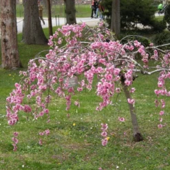 New Products 5 Single Pink Weeping Cherry Blossom Tree | Prunus Pendula Rubra