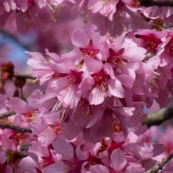 New Products 1 Small Pink Cherry Blossom Tree | Prunus 'Okame'