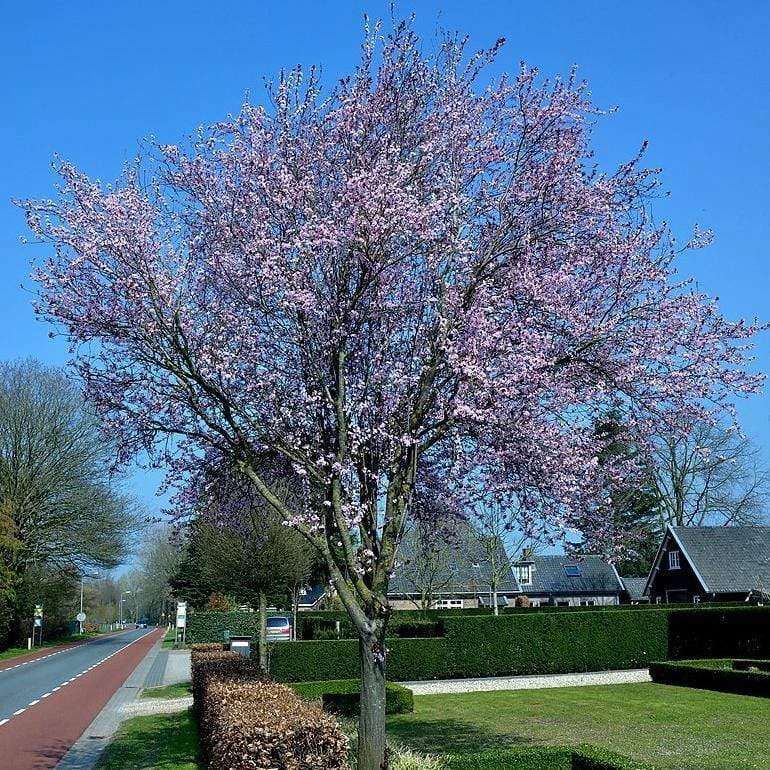 Black Cherry Plum Tree | Prunus Cerasifera 'Nigra' 2 Black Cherry Plum Tree | Prunus Cerasifera 'Nigra' - Image 2