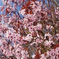 Black Cherry Plum Tree | Prunus Cerasifera 'Nigra' 6 Black Cherry Plum Tree | Prunus Cerasifera 'Nigra' -Cheap Sprout Bower Store ORN0047 3