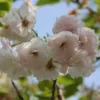 Blushing Bride Cherry Blossom Tree | Prunus 'Shogetsu'