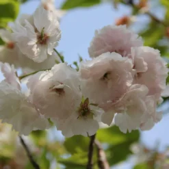 New Products 9 Blushing Bride Cherry Blossom Tree | Prunus 'Shogetsu'