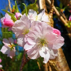 New Products 18 Japanese Cherry Blossom Tree | Prunus Shirofugen