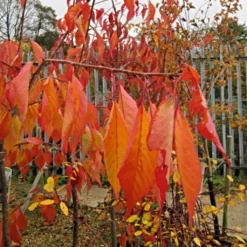 Cheal's Weeping Cherry Blossom Tree | Prunus Kiku Shidare Zakura 10 Cheal's Weeping Cherry Blossom Tree | Prunus Kiku Shidare Zakura -Cheap Sprout Bower Store ORN0058 6