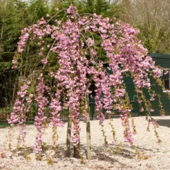 New Products 13 Cheal's Weeping Cherry Blossom Tree | Prunus Kiku Shidare Zakura
