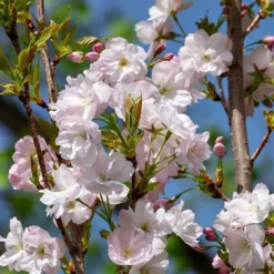 Flagpole Cherry Blossom Tree | Prunus Amanogawa 9 Flagpole Cherry Blossom Tree | Prunus Amanogawa -Cheap Sprout Bower Store ORN0063 3