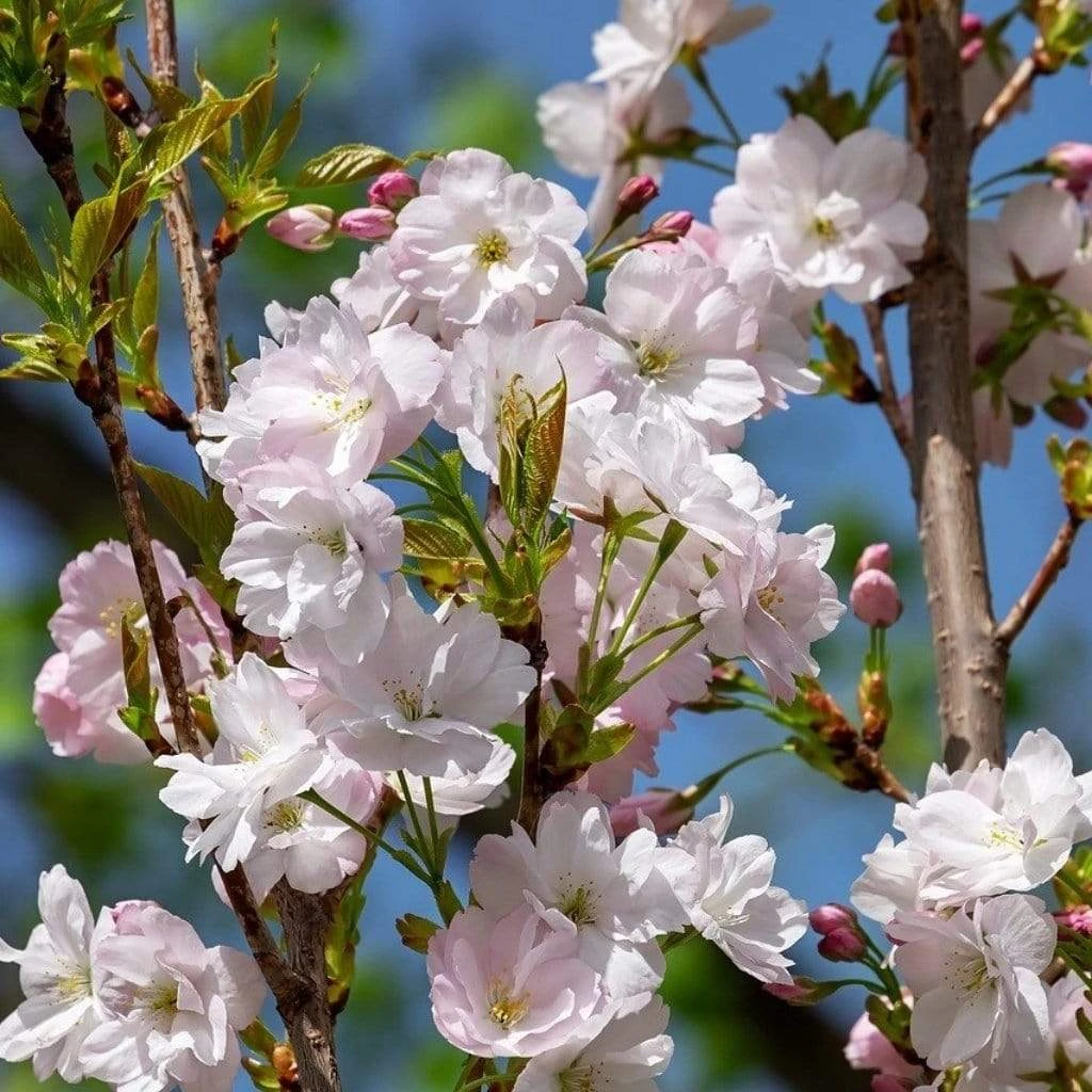 Flagpole Cherry Blossom Tree | Prunus Amanogawa 3 Flagpole Cherry Blossom Tree | Prunus Amanogawa - Image 3