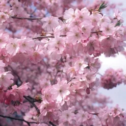 Accolade Pink Cherry Blossom Tree -Cheap Sprout Bower Store ORN0064 1