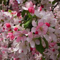 Japanese Crabapple Tree | Malus Floribunda