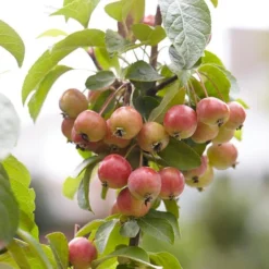 Evereste Crabapple Tree 7 Evereste Crabapple Tree -Cheap Sprout Bower Store ORN0074 3 1475890a 114a 4e97 a720 809279382368