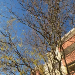 Corkscrew Willow | Salix Matsudana 'Tortuosa' 9 Corkscrew Willow | Salix Matsudana 'Tortuosa' -Cheap Sprout Bower Store ORN0100 2