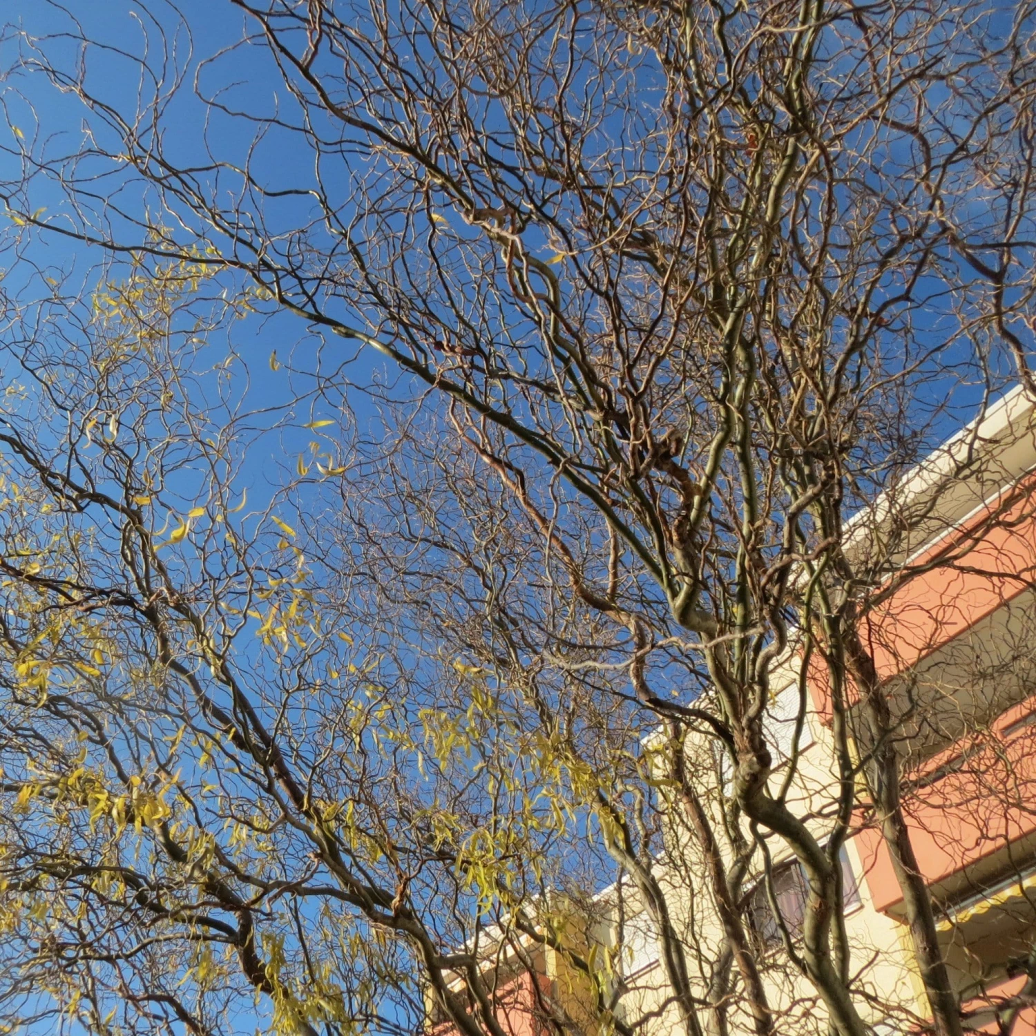 Corkscrew Willow | Salix Matsudana 'Tortuosa' 4 Corkscrew Willow | Salix Matsudana 'Tortuosa' - Image 4