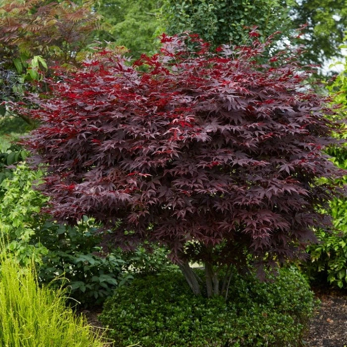 Red Japanese Maple Tree | Acer Palmatum 'Fireglow' 2 Red Japanese Maple Tree | Acer Palmatum 'Fireglow' - Image 2