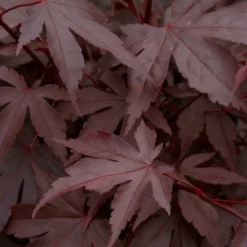 Red Japanese Maple Tree | Acer Palmatum 'Fireglow' 6 Red Japanese Maple Tree | Acer Palmatum 'Fireglow' -Cheap Sprout Bower Store ORN0198 3