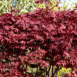 Red Japanese Maple Tree | Acer Palmatum 'Fireglow' 7 Red Japanese Maple Tree | Acer Palmatum 'Fireglow' -Cheap Sprout Bower Store ORN0198 4