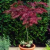 Red Weeping Japanese Maple Tree | Acer Palmatum 'Garnet'