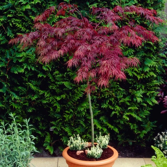 Red Weeping Japanese Maple Tree | Acer Palmatum 'Garnet' 1 Red Weeping Japanese Maple Tree | Acer Palmatum 'Garnet'