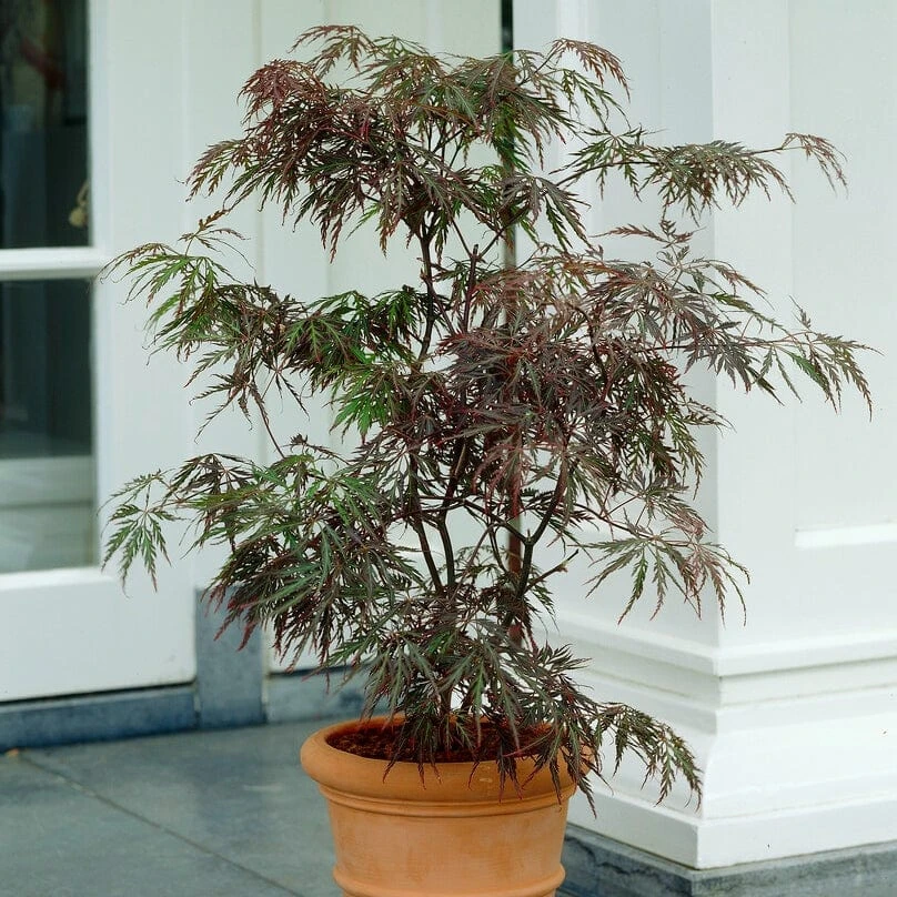 Red Weeping Japanese Maple Tree | Acer Palmatum 'Garnet' 2 Red Weeping Japanese Maple Tree | Acer Palmatum 'Garnet' - Image 2