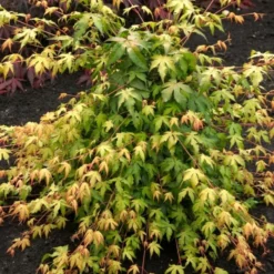 Japanese Maple Tree | Acer Palmatum 'Katsura' -Cheap Sprout Bower Store ORN0202 2