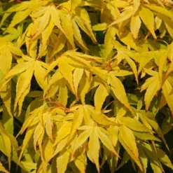 Japanese Maple Tree | Acer Palmatum 'Katsura' -Cheap Sprout Bower Store ORN0202 4