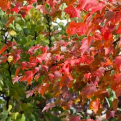 Canadian Red Maple Tree | Acer Rubrum 'Fairview Flame' 5 Canadian Red Maple Tree | Acer Rubrum 'Fairview Flame' -Cheap Sprout Bower Store ORN0213 3