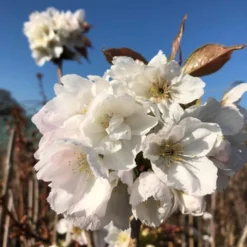 Fragrant Cloud' Cherry Blossom Tree | Prunus 'Matsumae-shizuka' 8 Fragrant Cloud' Cherry Blossom Tree | Prunus 'Matsumae-shizuka' -Cheap Sprout Bower Store ORN0232 8