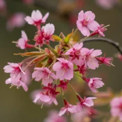 New Products 3 'Kursar' Dwarf Cherry Blossom Tree