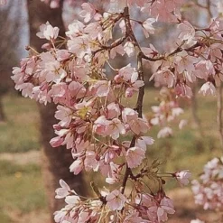 New Products 5 'Pink Shell' Cherry Blossom Tree | Prunus × Yedoensis