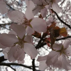 Sargent's Cherry Blossom Tree | Prunus Sargentii 14 Sargent's Cherry Blossom Tree | Prunus Sargentii -Cheap Sprout Bower Store ORN0240 4