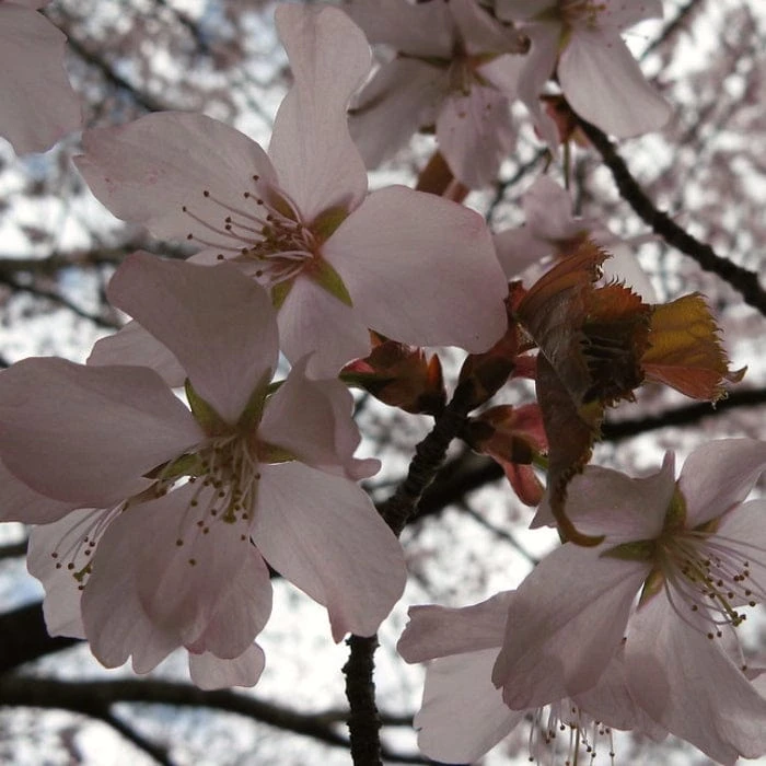 Sargent's Cherry Blossom Tree | Prunus Sargentii 5 Sargent's Cherry Blossom Tree | Prunus Sargentii - Image 5