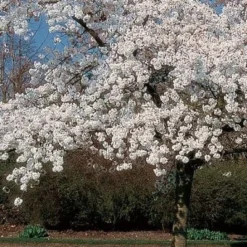 'Mount Fuji' Cherry Blossom Tree | Prunus Serrulata 'Shirotae' 6 'Mount Fuji' Cherry Blossom Tree | Prunus Serrulata 'Shirotae' -Cheap Sprout Bower Store ORN0242 8