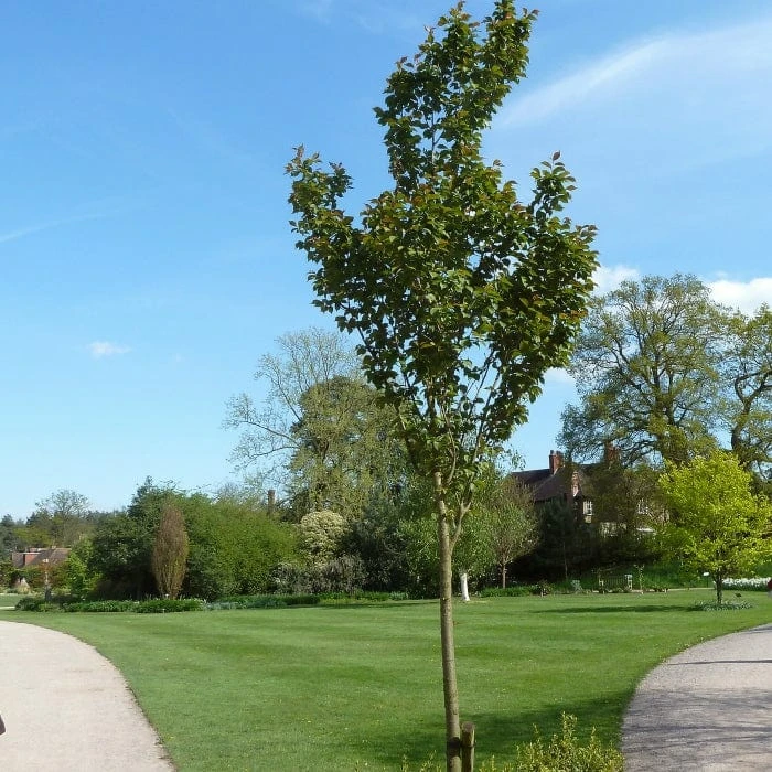 White Columnar Cherry Blossom Tree | Prunus 'Spire' 2 White Columnar Cherry Blossom Tree | Prunus 'Spire' - Image 2