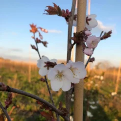 White Columnar Cherry Blossom Tree | Prunus 'Spire' 6 White Columnar Cherry Blossom Tree | Prunus 'Spire' -Cheap Sprout Bower Store ORN0246 8