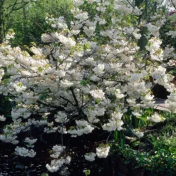 New Products 11 White Weeping Cherry Blossom Tree | Prunus Yedoensis 'Shidare Yoshino'