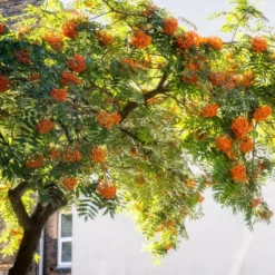 Copper Kettle' Rowan Tree | Sorbus -Cheap Sprout Bower Store ORN0267 5 889ea2e8 fe4c 4c61 935d 4318cd394cbc