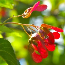 Tatarian Maple | Acer Tataricum 'Hotwings' 8 Tatarian Maple | Acer Tataricum 'Hotwings' -Cheap Sprout Bower Store ORN0278 4 2885856e bb9a 4ef8 962b 93b0ddd73361