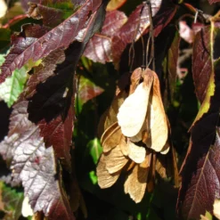 Tatarian Maple | Acer Tataricum 'Hotwings' 9 Tatarian Maple | Acer Tataricum 'Hotwings' -Cheap Sprout Bower Store ORN0278 5 2f77771d bb4c 4416 bbc0 dc387bce8adc