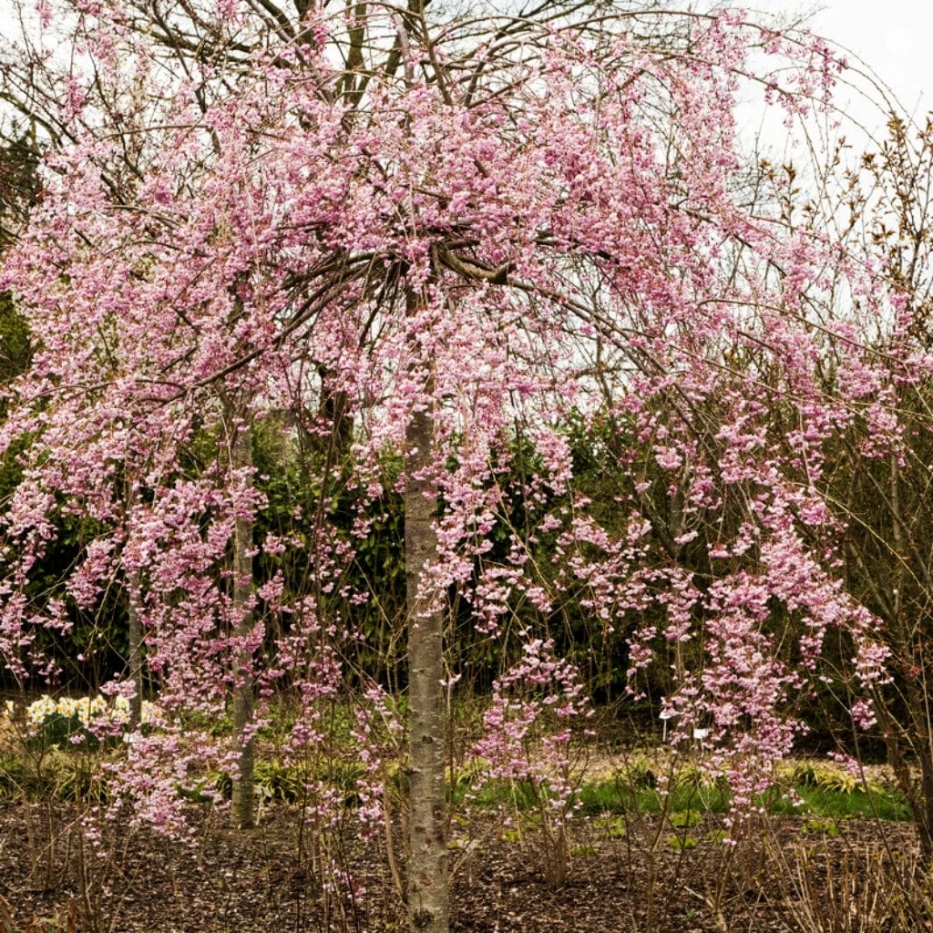 Pink Weeping Winter Flowering Cherry Tree | Prunus Subhirtella 'Pendula Rosea' 2 Pink Weeping Winter Flowering Cherry Tree | Prunus Subhirtella 'Pendula Rosea' - Image 2