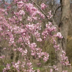 Pink Weeping Winter Flowering Cherry Tree | Prunus Subhirtella 'Pendula Rosea' 7 Pink Weeping Winter Flowering Cherry Tree | Prunus Subhirtella 'Pendula Rosea' -Cheap Sprout Bower Store ORN0352 3