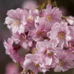 Pink Weeping Winter Flowering Cherry Tree | Prunus Subhirtella 'Pendula Rosea' 8 Pink Weeping Winter Flowering Cherry Tree | Prunus Subhirtella 'Pendula Rosea' -Cheap Sprout Bower Store ORN0352 4