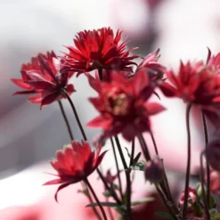 Aquilegia 'Bordeaux Barlow' 5 Aquilegia 'Bordeaux Barlow' -Cheap Sprout Bower Store PB0026 3