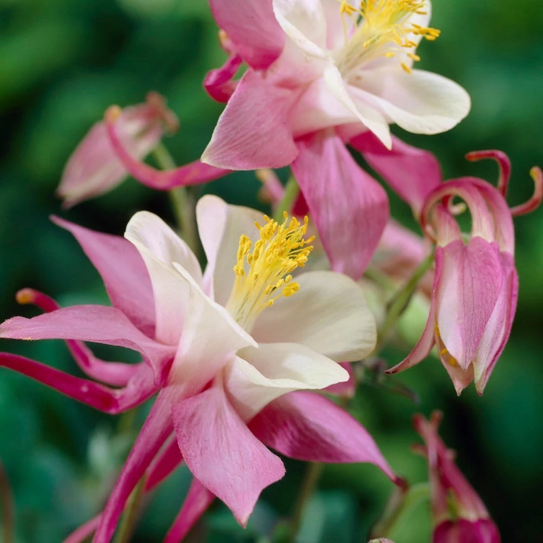 Aquilegia 'Spring Magic Rose & White' 1 Aquilegia 'Spring Magic Rose & White'