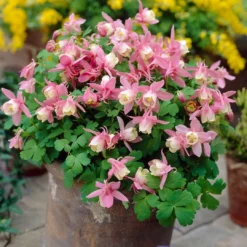 Aquilegia Spring Magic Collection 10 Aquilegia Spring Magic Collection -Cheap Sprout Bower Store PB0032 2 0f6ceaad c0e4 4b74 9f36 ad355159297c