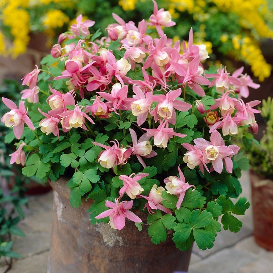 Aquilegia Spring Magic Collection 5 Aquilegia Spring Magic Collection - Image 5