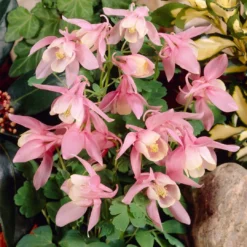 Aquilegia 'Spring Magic Rose & White' 5 Aquilegia 'Spring Magic Rose & White' -Cheap Sprout Bower Store PB0032 3