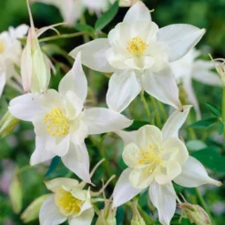 Aquilegia Spring Magic Collection 11 Aquilegia Spring Magic Collection -Cheap Sprout Bower Store PB0034 1 e73c1e9b 8fd4 4fd7 baca 7854772b1df3