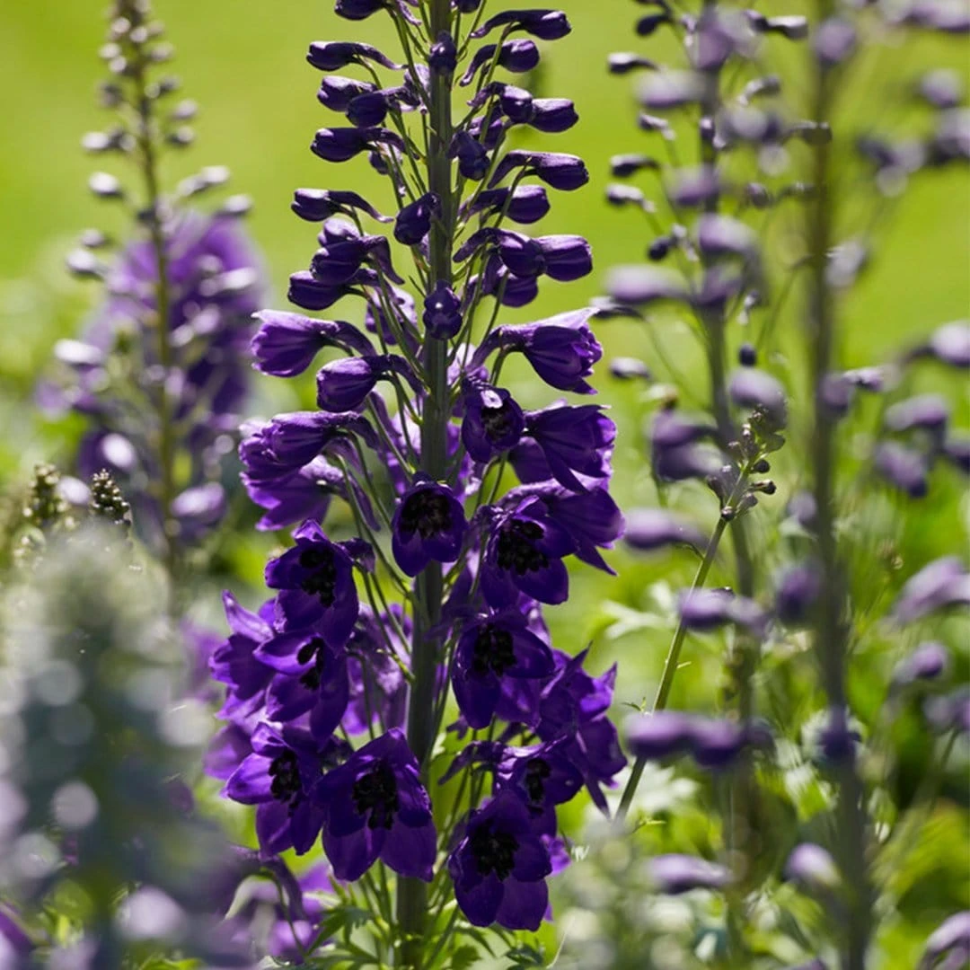 Delphinium Camelot Collection 2 Delphinium Camelot Collection - Image 2