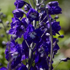 Delphinium Camelot Collection 9 Delphinium Camelot Collection -Cheap Sprout Bower Store PB0105 1 8c5b11e4 4bcd 4392 aef5 647e50e7f705